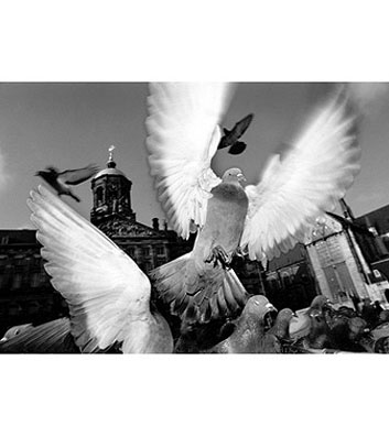 ANGELS