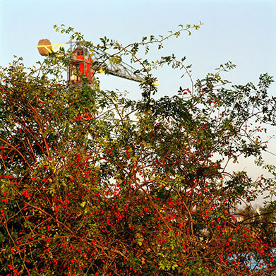 FRINGE NATURE #10.1