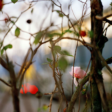 FRINGE NATURE #10.5