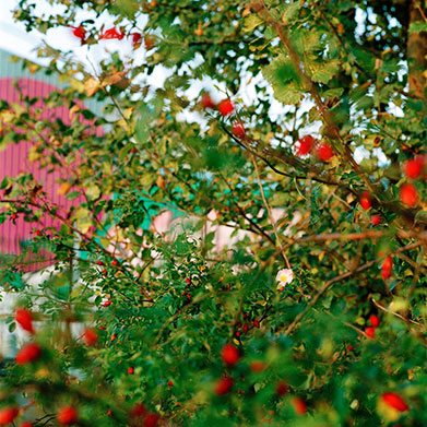 FRINGE NATURE #10.2