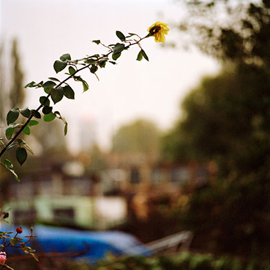 FRINGE NATURE #10.8