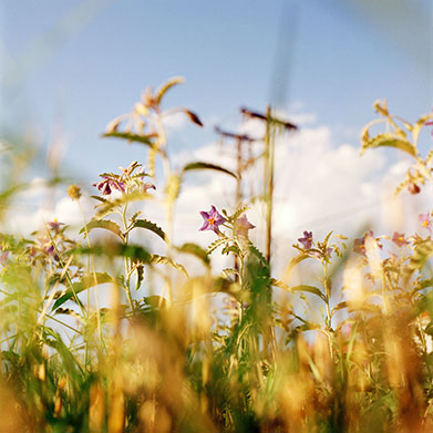 FRINGE NATURE #07